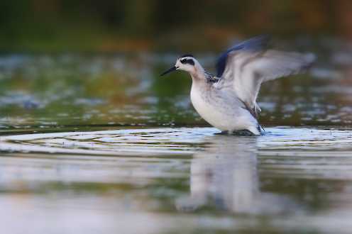 Odinshühnchen (Phalaropus lobatus)