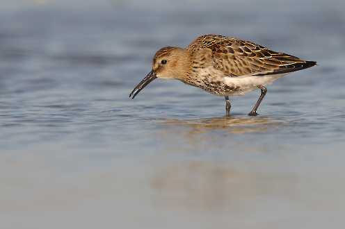 Alpenstrandläufer (Calidris alpina)