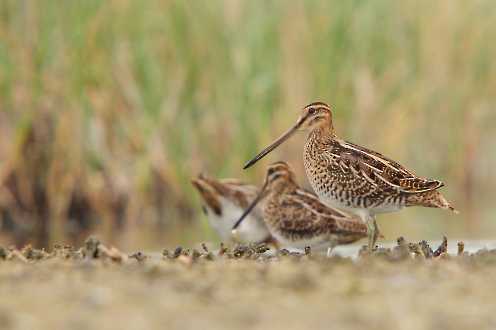 Watvögel