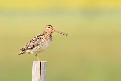 Bekassine (Gallinago gallinago)