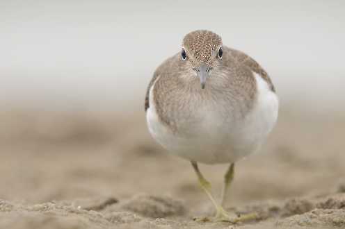 Flussuferläufer (Acitis hypoleucos)