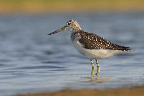 Grünschenkel (Tringa nebularia)