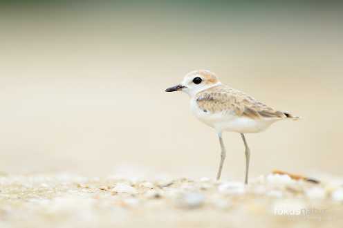 Malaienregenpfeifer (Charadrius peronii)