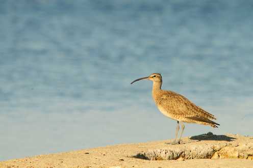 Regenbrachvogel (Numenius phaeopus)