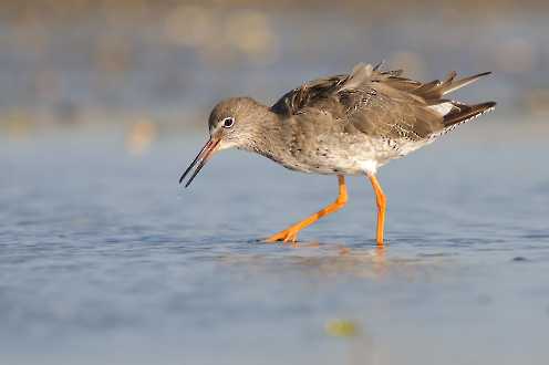 Rotschenkel (Tringa totanus)