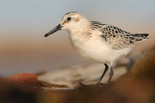 Sanderling (Calidris alba)