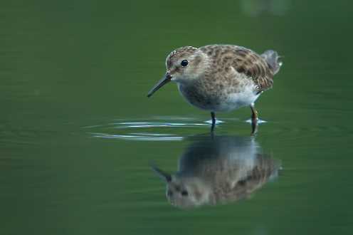 Wiesenstrandläufer (Calidris minutilla)