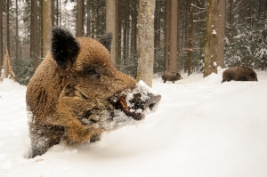 Wildschweine im Tiefschnee