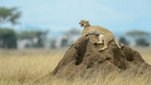 Rufender Gepard im Serengeti Nationalpark, Tansania