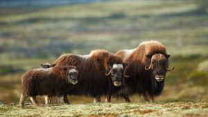 Moschusochsenherde im Dovrefjell