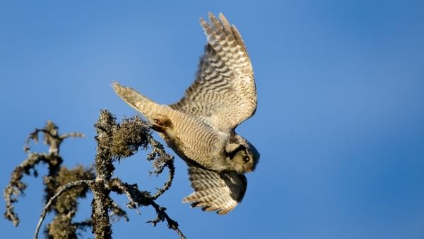Sperbereule im Abflug