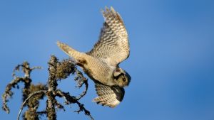 Sperbereule im Abflug