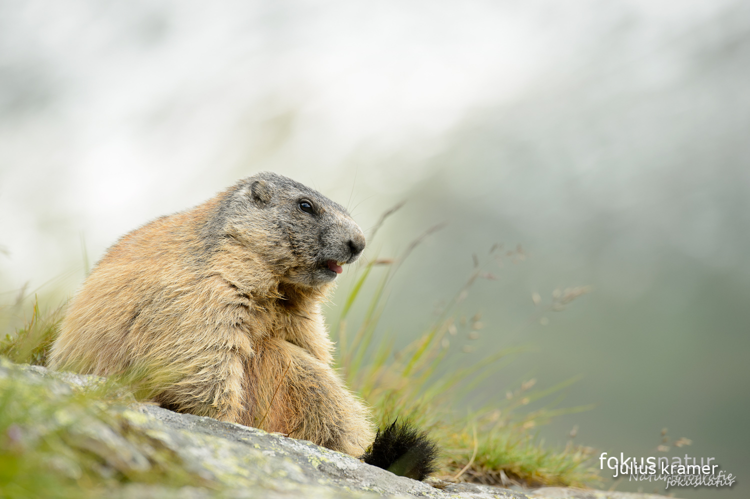 Murmeltier (Marmota marmota)