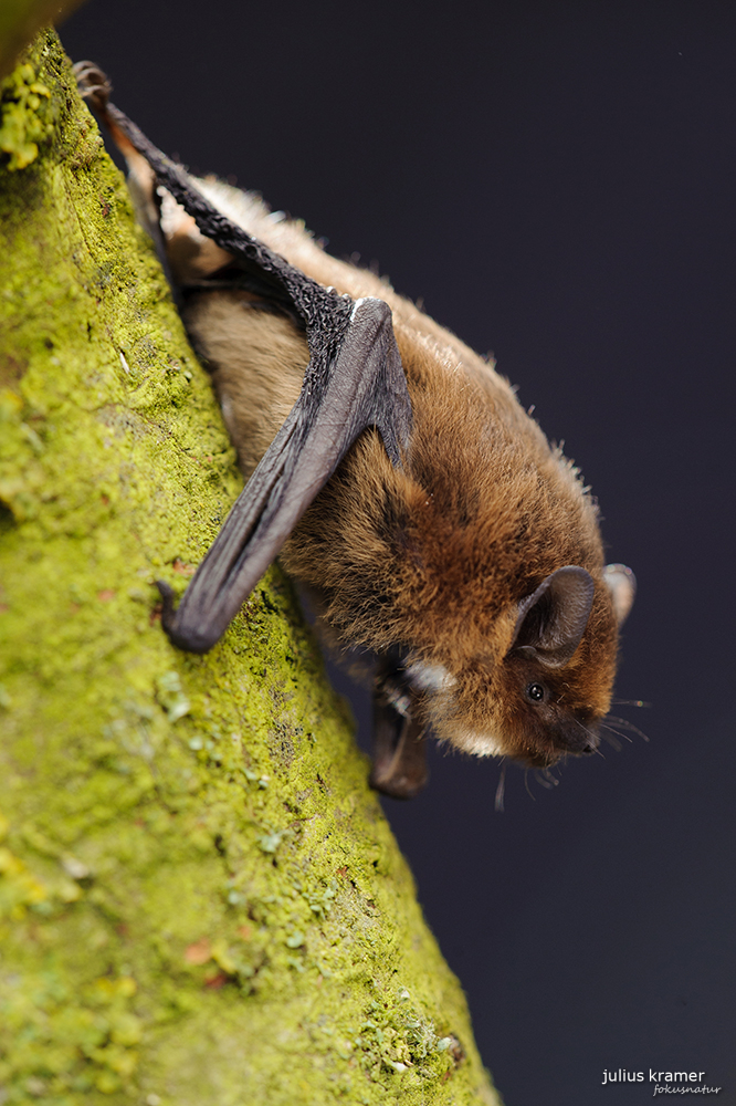 Zwergfledermaus (Pipistrellus pipistrellus)