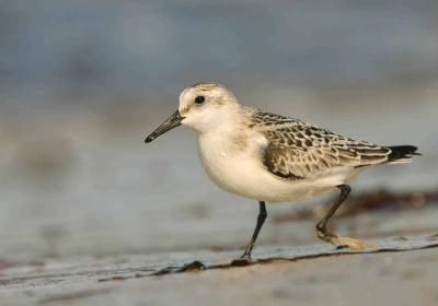 Watvögel