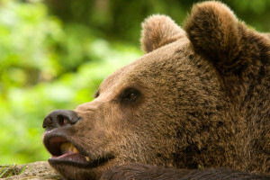 Braunbär