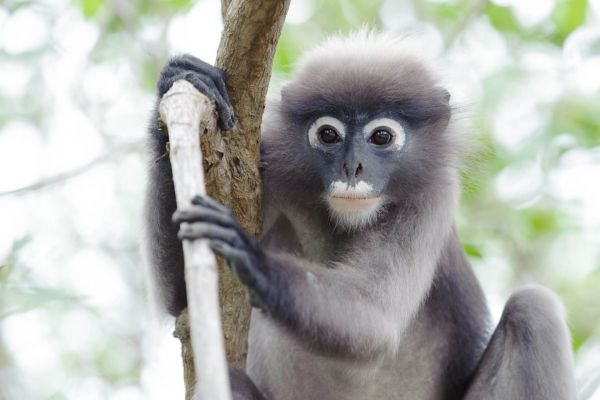 Brillenlangur mit markanten weißen Augenringen auf einem Baum in Thailand.