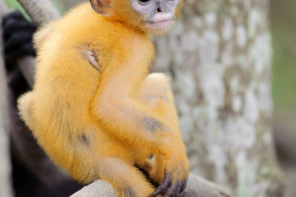 Ein junger orangefarbener Brillenlangur sitzt auf einem Ast im Baum.