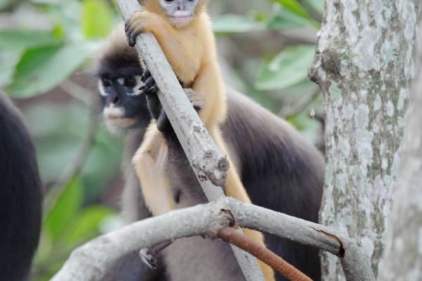 Ein Brillenlangur mit Jungtier klettert auf einem Baum in Thailand.