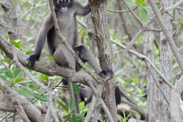 Ein Brillenlangur sitzt auf einem Ast, umgeben von dichtem Laub.