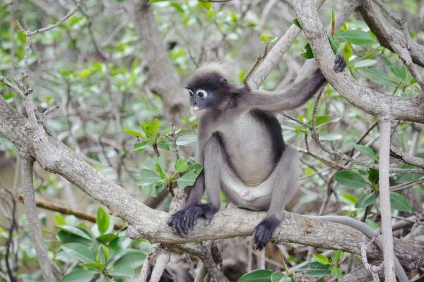 Junger Brillenlangur sitzt auf Ästen in dichter Vegetation.