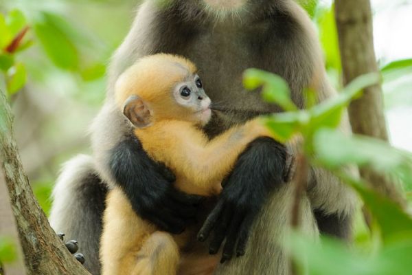 Brillenlangur mit Jungtier im tropischen Wald, Thailand.