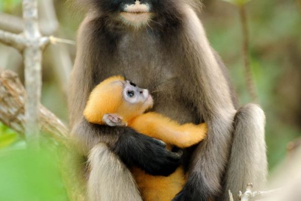 Brillenlangur hält Jungtier im Wald von Thailand.