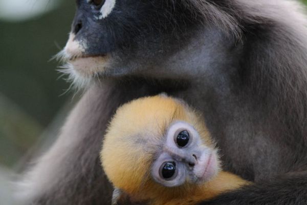 Brillenlanguren-Mutter mit hellem Jungtier im Arm, Thailand.