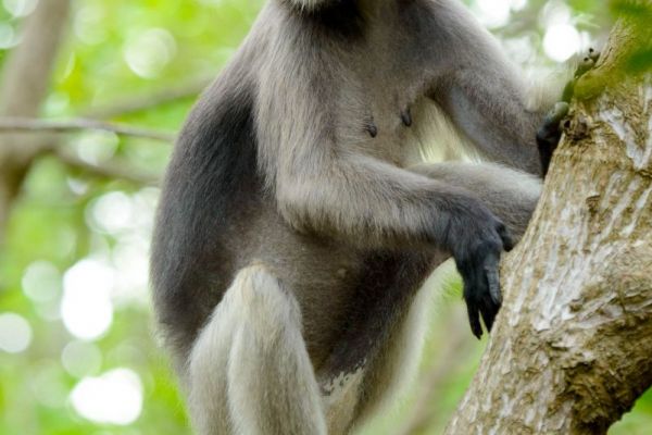 Südlicher Brillenlangur sitzt auf einem Baum in Thailand.