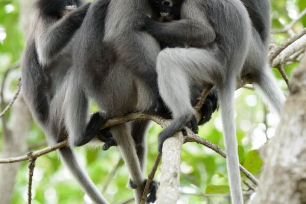 Drei Brillenlanguren in Baumkronen mit auffälligen weißen Augenringen.