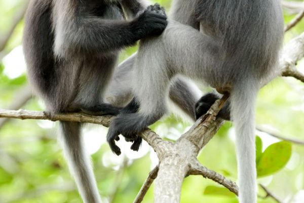 Brillenlangur