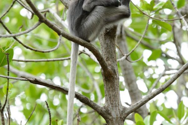 Brillenlangur