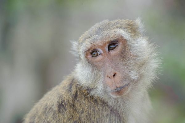 Nahaufnahme eines Langschwanzmakaken mit ausdrucksstarkem Gesicht.