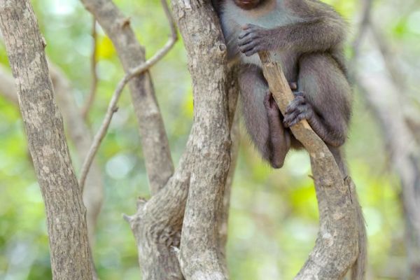 Javaneraffe sitzt auf einem Baum in einem tropischen Wald.