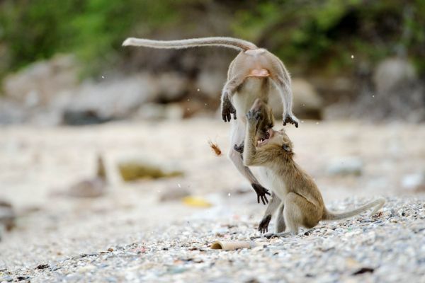 Zwei Javaneraffen interagieren am Strand in Thailand.
