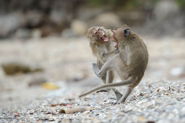 Zwei Javaneraffen spielen lebhaft auf einem Kiesstrand.
