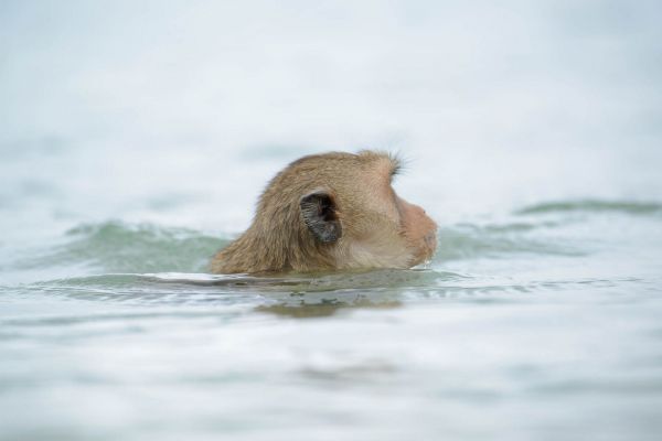 Javaneraffe taucht im Wasser mit Kopf über der Oberfläche auf.