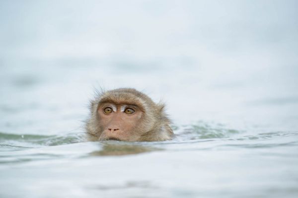 Ein Javaneraffe schwimmt im Wasser, nur Kopf sichtbar über der Wasseroberfläche.