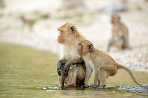Zwei Javaneraffen am Ufer eines Gewässers in einer tropischen Umgebung.