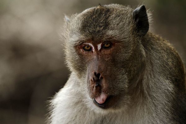 Javaneraffe mit neutralem Gesichtsausdruck im natürlichen Habitat.
