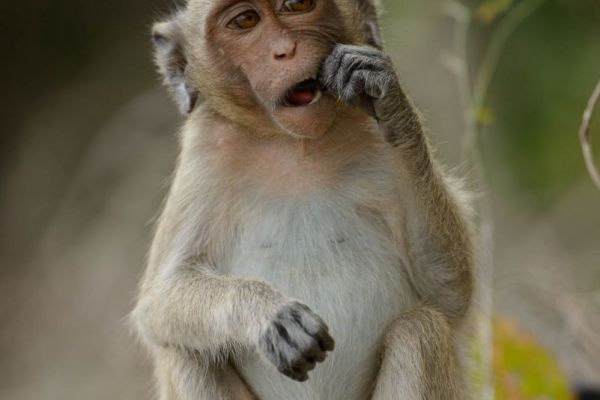 Langschwanz-Makak sitzt nachdenklich und betrachtet seine Umgebung.