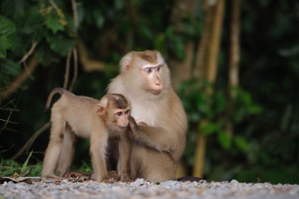 Zwei Nördliche Schweinsaffen im Wald, Mutter und Junges.
