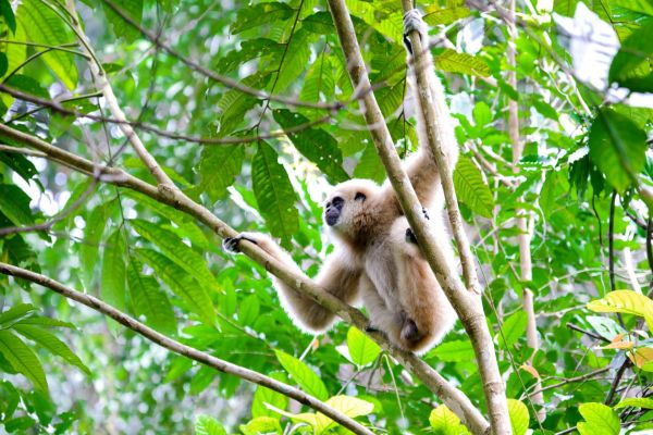 Weißhandgibbon sitzt in einem Baum im Regenwald von Thailand.
