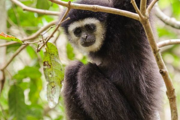Ein Weißhandgibbon sitzt zwischen Ästen im dichten Regenwald.