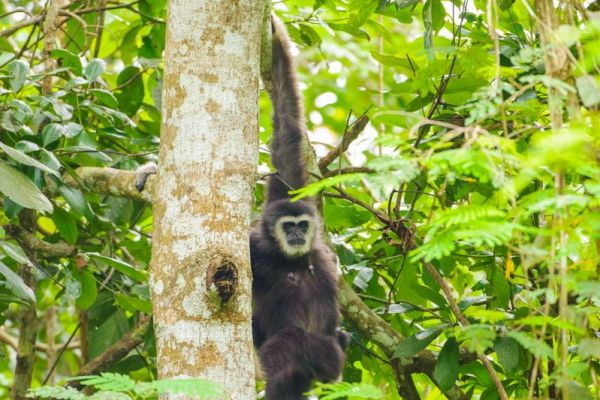 Ein Weißhandgibbon hängt an einem Baum im dichten Regenwald.