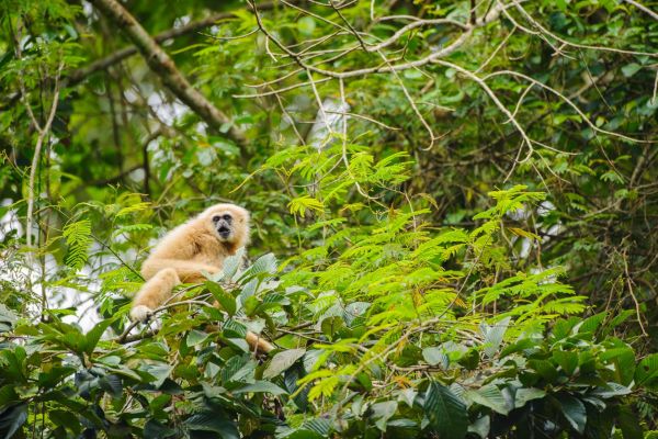 Ein Weißhandgibbon sitzt zwischen den dichten Blättern eines Regenwaldes.