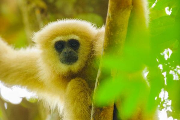 Ein Weißhandgibbon klammert sich an einem Baum im Regenwald.
