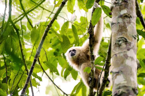 Ein Weißhandgibbon hängt an einem Ast in einem dichten Regenwald.