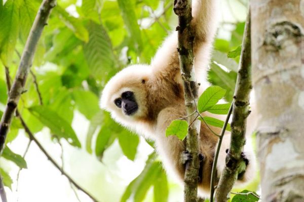 Weißhandgibbon hängt in einem Baum im dichten Regenwald.