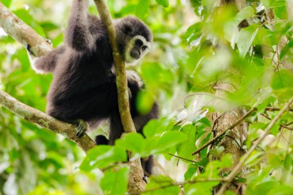 Weißhandgibbon schwingt auf einem Ast im Regenwald.